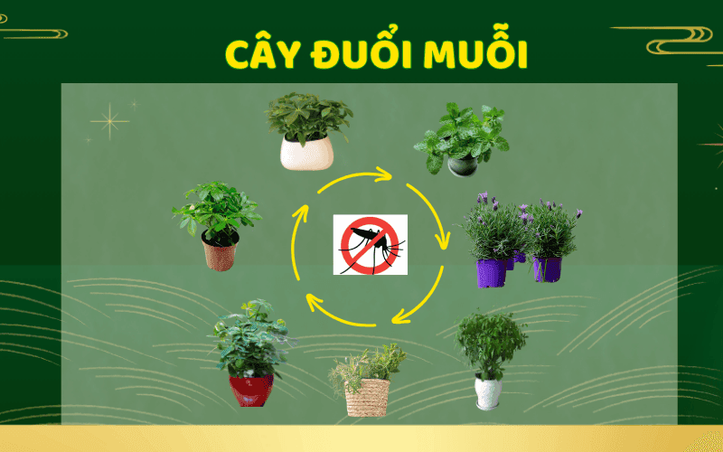 cay-duoi-muoi
