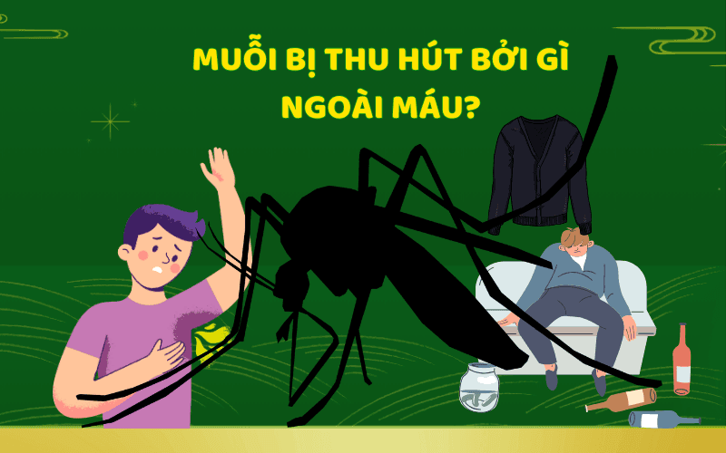 Muỗi bị thu hút bởi gì ngoài máu