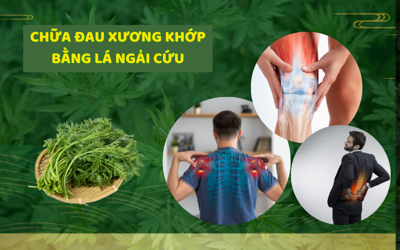Chữa đau xương khớp bằng lá ngải cứu